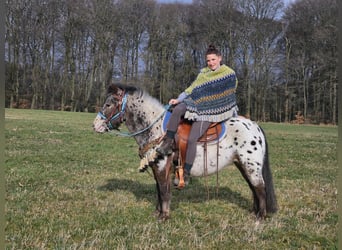 Más ponis/caballos pequeños, Caballo castrado, 7 años, 123 cm, Atigrado/Moteado