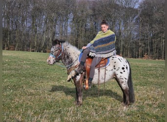 Más ponis/caballos pequeños, Caballo castrado, 7 años, 123 cm, Atigrado/Moteado