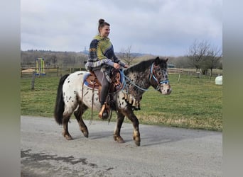 Más ponis/caballos pequeños, Caballo castrado, 7 años, 123 cm, Atigrado/Moteado