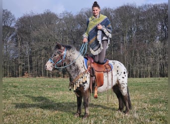 Más ponis/caballos pequeños, Caballo castrado, 7 años, 123 cm, Atigrado/Moteado