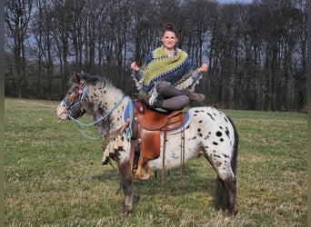 Más ponis/caballos pequeños, Caballo castrado, 7 años, 123 cm, Atigrado/Moteado