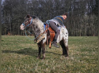 Más ponis/caballos pequeños, Caballo castrado, 7 años, 123 cm, Atigrado/Moteado