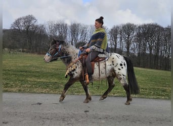 Más ponis/caballos pequeños, Caballo castrado, 7 años, 123 cm, Atigrado/Moteado