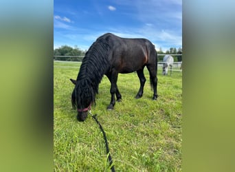 Más ponis/caballos pequeños, Caballo castrado, 7 años, 125 cm, Negro