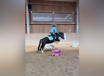 Más ponis/caballos pequeños, Caballo castrado, 7 años, 127 cm, Negro