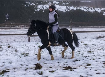 Más ponis/caballos pequeños, Caballo castrado, 7 años, 127 cm, Pío