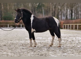 Más ponis/caballos pequeños, Caballo castrado, 7 años, 127 cm, Pío