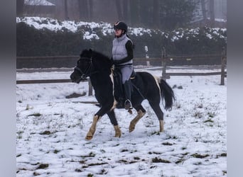 Más ponis/caballos pequeños, Caballo castrado, 7 años, 127 cm, Pío