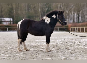 Más ponis/caballos pequeños, Caballo castrado, 7 años, 127 cm, Pío