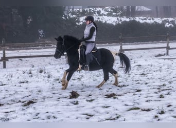 Más ponis/caballos pequeños, Caballo castrado, 7 años, 127 cm, Pío