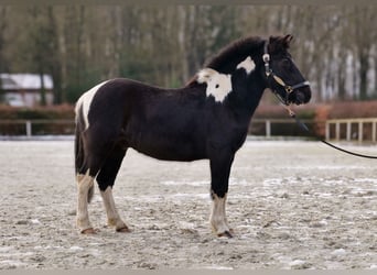 Más ponis/caballos pequeños, Caballo castrado, 7 años, 127 cm, Pío