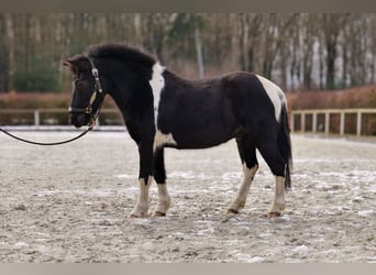 Más ponis/caballos pequeños, Caballo castrado, 7 años, 127 cm, Pío