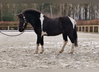 Más ponis/caballos pequeños, Caballo castrado, 7 años, 127 cm, Pío