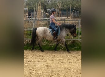 Más ponis/caballos pequeños, Caballo castrado, 7 años, 129 cm, Ruano alazán