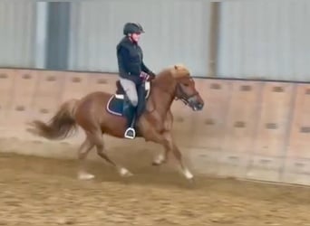Más ponis/caballos pequeños, Caballo castrado, 7 años, 130 cm, Castaño
