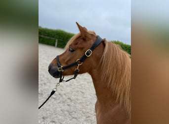 Más ponis/caballos pequeños, Caballo castrado, 7 años, 130 cm, Castaño