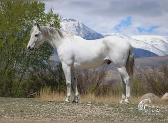 Más ponis/caballos pequeños, Caballo castrado, 7 años, 135 cm, Tordo