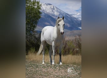 Más ponis/caballos pequeños, Caballo castrado, 7 años, 135 cm, Tordo