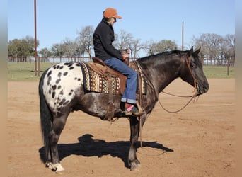 Más ponis/caballos pequeños, Caballo castrado, 7 años, 140 cm, Negro