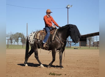 Más ponis/caballos pequeños, Caballo castrado, 7 años, 140 cm, Negro