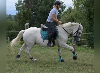 Más ponis/caballos pequeños Mestizo, Caballo castrado, 7 años, 144 cm, Tordo picazo