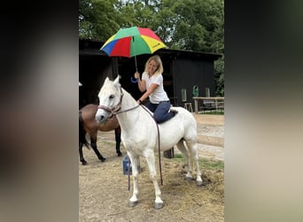 Más ponis/caballos pequeños Mestizo, Caballo castrado, 7 años, 144 cm, Tordo picazo