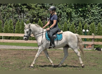 Más ponis/caballos pequeños Mestizo, Caballo castrado, 7 años, 144 cm, Tordo picazo