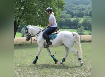 Más ponis/caballos pequeños Mestizo, Caballo castrado, 7 años, 144 cm, Tordo picazo