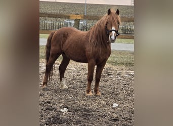 Más ponis/caballos pequeños, Caballo castrado, 7 años, 147 cm, Alazán