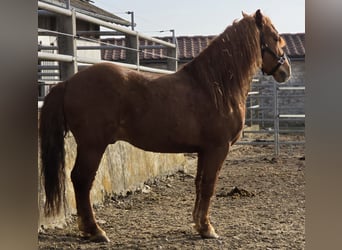 Más ponis/caballos pequeños, Caballo castrado, 7 años, 147 cm, Alazán