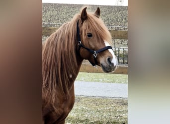 Más ponis/caballos pequeños, Caballo castrado, 7 años, 147 cm, Alazán