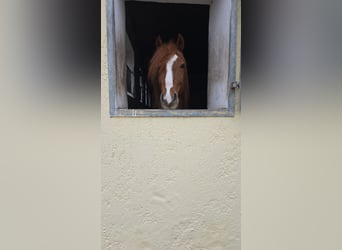 Más ponis/caballos pequeños, Caballo castrado, 7 años, 147 cm, Alazán