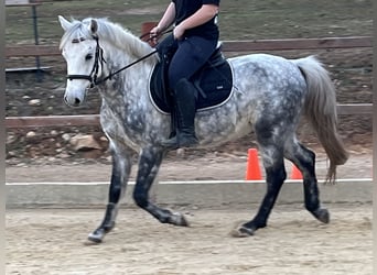 Más ponis/caballos pequeños, Caballo castrado, 7 años, 147 cm, Tordo rodado