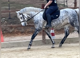 Más ponis/caballos pequeños, Caballo castrado, 7 años, 147 cm, Tordo rodado