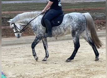 Más ponis/caballos pequeños, Caballo castrado, 7 años, 147 cm, Tordo rodado