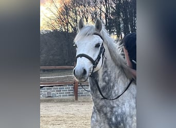 Más ponis/caballos pequeños, Caballo castrado, 7 años, 147 cm, Tordo rodado