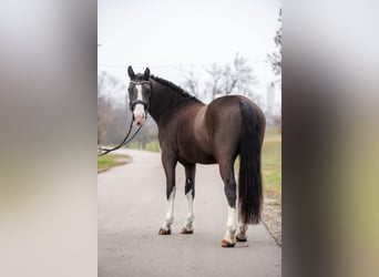 Más ponis/caballos pequeños Mestizo, Caballo castrado, 7 años, 148 cm, Negro