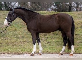 Más ponis/caballos pequeños Mestizo, Caballo castrado, 7 años, 148 cm, Negro