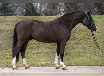 Más ponis/caballos pequeños Mestizo, Caballo castrado, 7 años, 148 cm, Negro