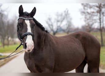 Más ponis/caballos pequeños Mestizo, Caballo castrado, 7 años, 148 cm, Negro