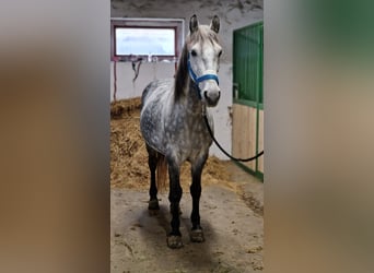 Más ponis/caballos pequeños, Caballo castrado, 7 años, 149 cm, Tordo rodado