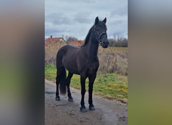 Más ponis/caballos pequeños, Caballo castrado, 7 años, 150 cm