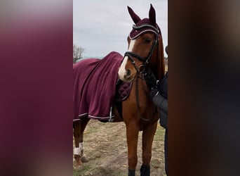 Más ponis/caballos pequeños, Caballo castrado, 7 años, 153 cm, Alazán