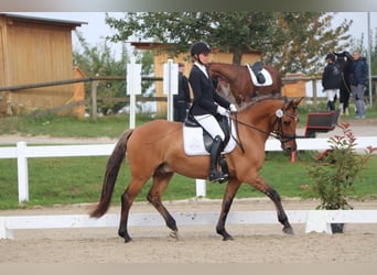 Más ponis/caballos pequeños, Caballo castrado, 7 años, 160 cm, Castaño claro