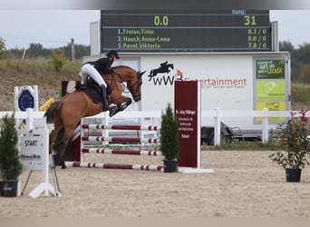 Más ponis/caballos pequeños, Caballo castrado, 7 años, 160 cm, Castaño claro