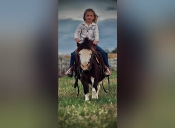 Más ponis/caballos pequeños, Caballo castrado, 7 años, 86 cm, Pío