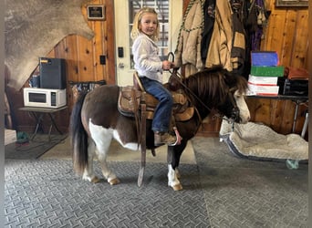 Más ponis/caballos pequeños, Caballo castrado, 7 años, 86 cm, Pío