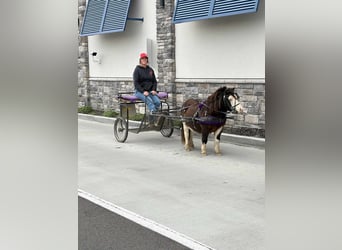 Más ponis/caballos pequeños, Caballo castrado, 7 años, 86 cm, Pío