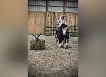 Más ponis/caballos pequeños, Caballo castrado, 7 años, 86 cm, Pío