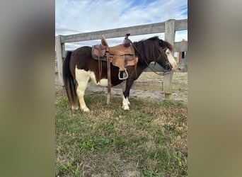 Más ponis/caballos pequeños, Caballo castrado, 7 años, 86 cm, Pío